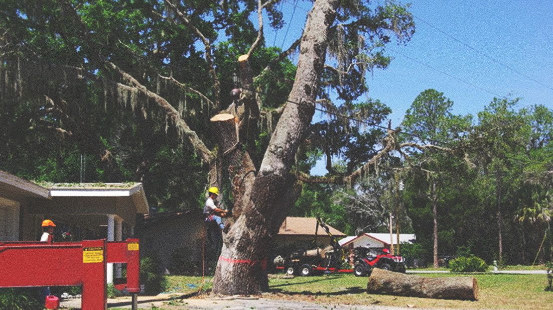 Tree Risk Assessment