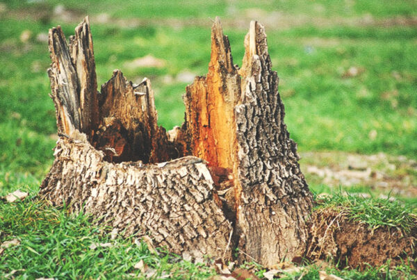 Stump Grinding