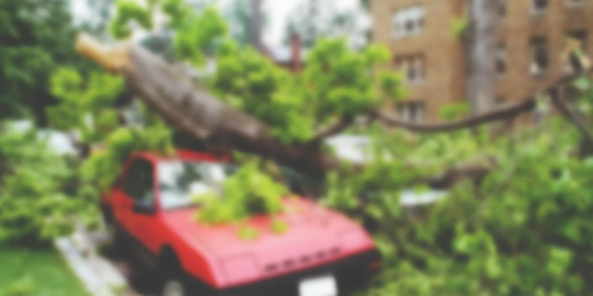 What to know before hiring a tree service in the state of Florida